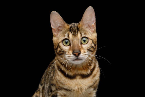 istock Adorable Bengal Cat on Isolated Black Background 1211812032