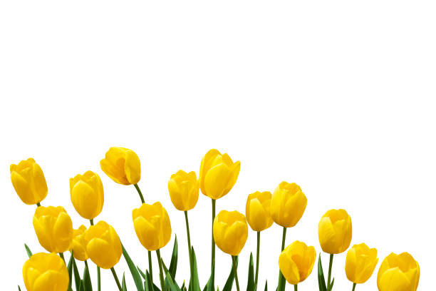 Beautiful yellow tulip flowers background. stock photo