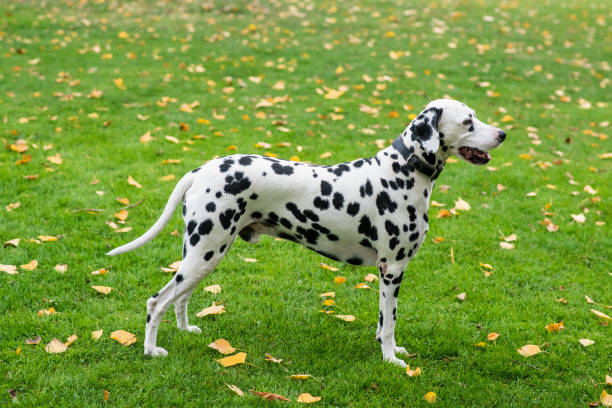 dalmatian cão sentado - dálmata - fotografias e filmes do acervo