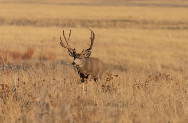 istock Mule Deer Buck in Fall in Colorado 1211813283