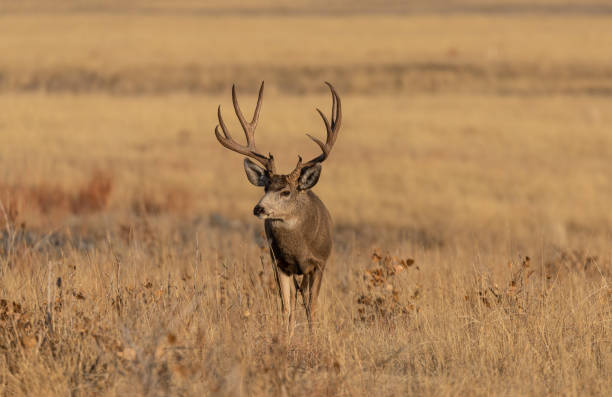 istock Mule Deer Buck in Fall in Colorado 1211813487