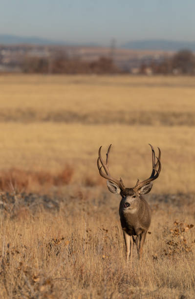 istock Mule Deer Buck in Fall in Colorado 1211813559