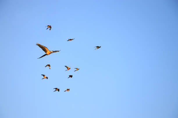 Macaw parrots and lovebird parrots fly in groups.