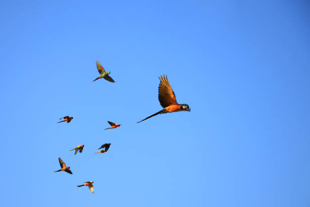 istock A group of macaw parrots are training to fly. 1211814400