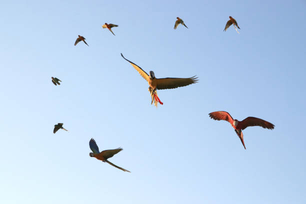 istock A group of macaw parrots circling in circles 1211814410