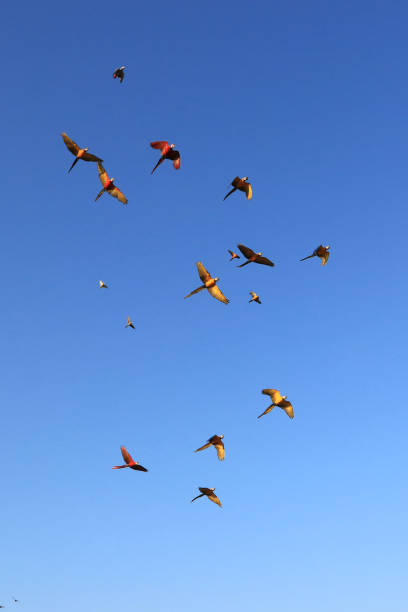 One group of macaw parrots flying together