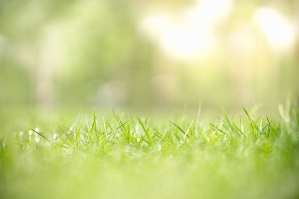 istock Close up of nature view green grass leaf on blurred greenery background under sunlight with bokeh and copy space using as background natural plants landscape, ecology wallpaper concept. 1211814929