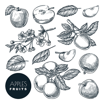 Apple sketch vector illustration. Sweet fruits harvest, hand drawn garden agriculture and farm isolated design elements.