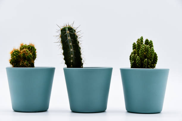 istock Three different types of cactus in pastel-colored pots 1211816628