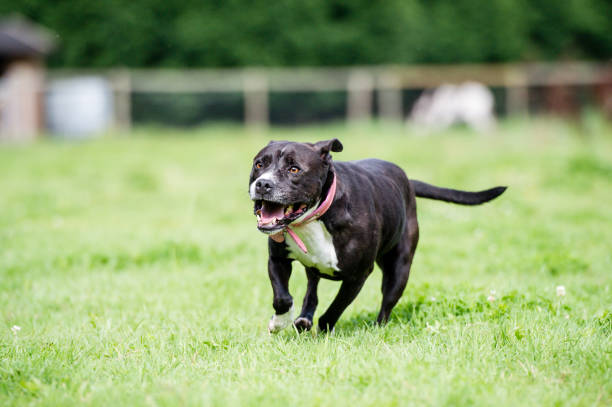 Dangerous Dog! Staffordshire Bull Terrier dog being walked in the park. animals attacking stock pictures, royalty-free photos & images