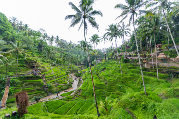 istock Beautiful rice terraces, Ubud, Bali, Indonesia 1211818748