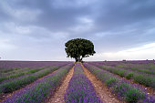 Holly oak tree in lavender fields