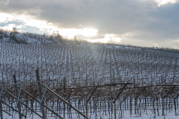 istock winter in Trentino 1211818927