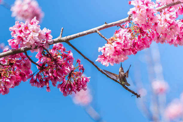 istock Cherry  Blossom Beauties 1211819057