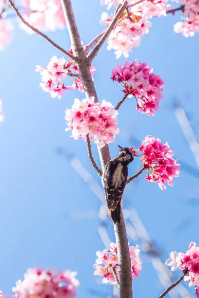 Photo of Cherry  Blossom Beauties