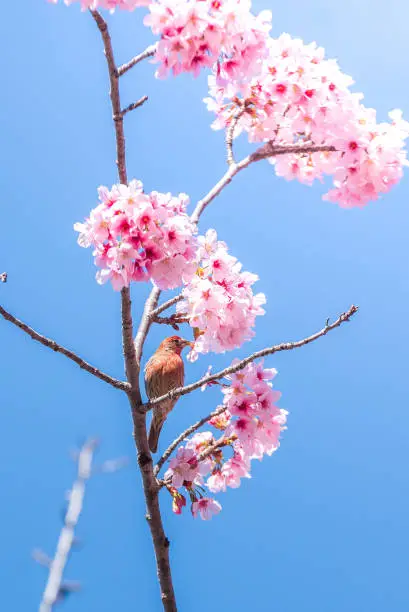 Photo of Cherry  Blossom Beauties