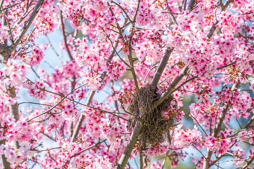 A pygmy woodpecker's nest in a cherry blossom tree