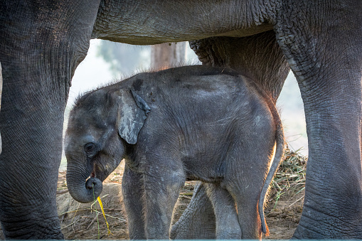 Newly born baby elephant under mother elephant