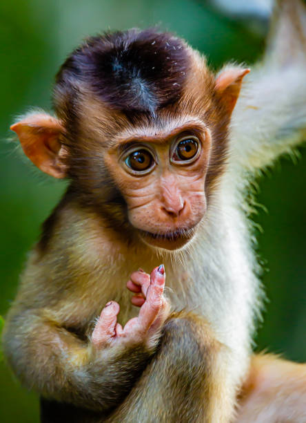 istock Portrait of a Macaque 1211819228