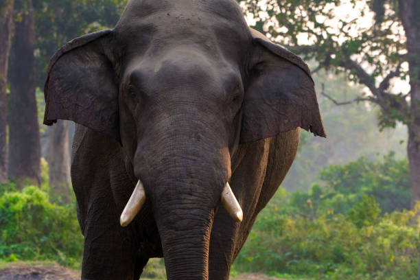 istock Large male Asian wild elephant isolated 1211819347