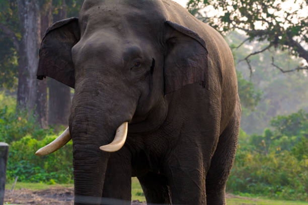 istock Large male Asian wild elephant isolated 1211819357