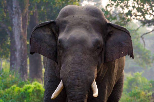 istock Large male Asian wild elephant isolated 1211819396