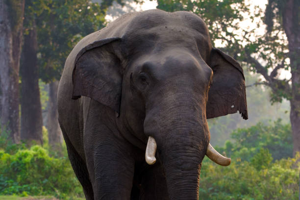 istock Large male Asian wild elephant isolated 1211819421