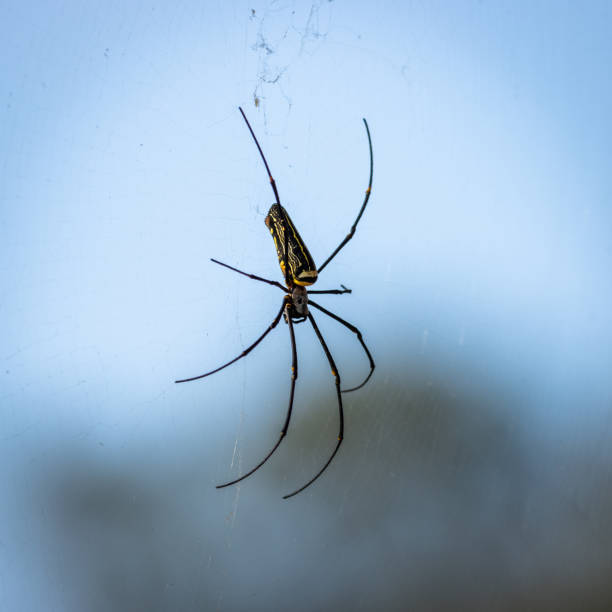 istock Large wild giant wood spider on its web macro 1211820030