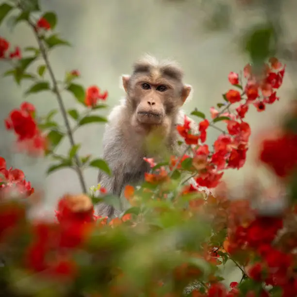 Photo of Bonnet Macaque monkey sitting in red flowered branches