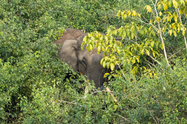 istock Single wild asian elephant hiding in the Wayand Forest, India 1211820105