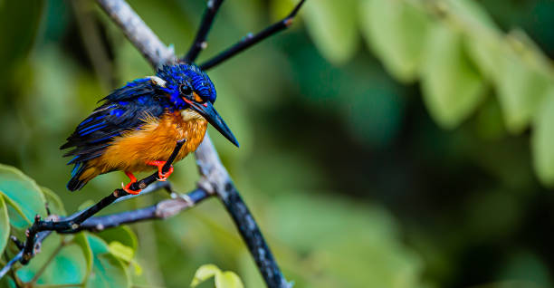 Common kingfisher Common kingfisher on the Kinabatangan river kinabatangan river stock pictures, royalty-free photos & images