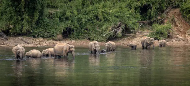Photo of A herd of  wild asian elephants feeding in the Periyar River, Kerala, India