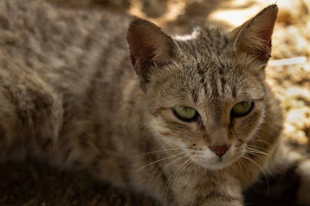 istock Close up tabby cat portrait 1211820220