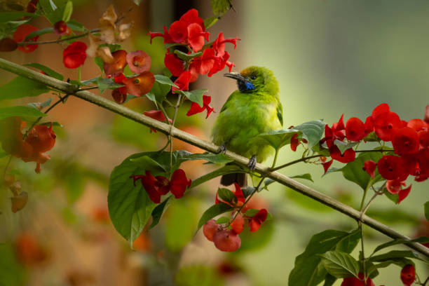 istock Golden fronted leaf bird perched on branch with red flowers 1211820251