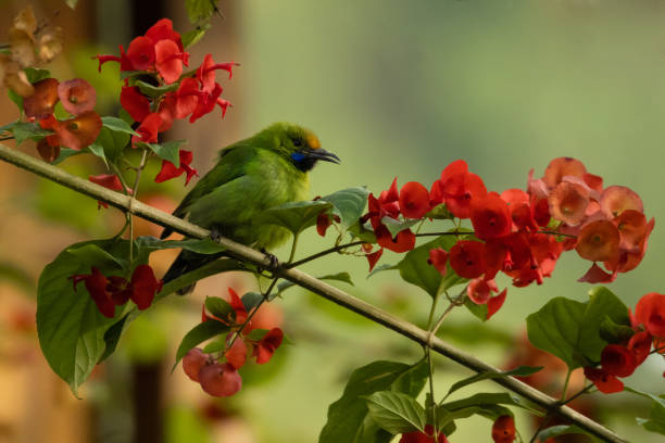 istock Golden fronted leaf bird perched on branch with red flowers 1211820258