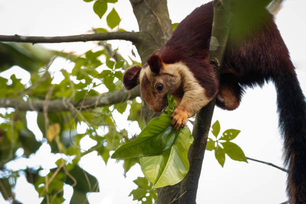 istock A single indian giant squirrel, laying on branch eating leaves 1211820278