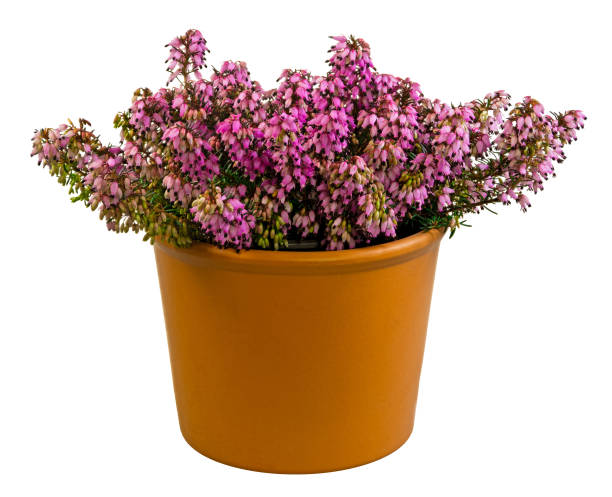 istock Isolated potted winter-flowering heather plant 1211820442