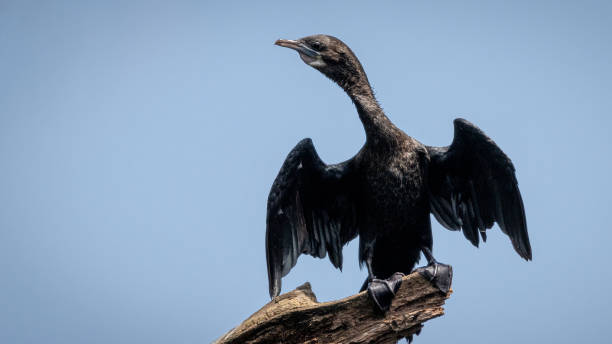 istock A single little Cormorant, water bird, perched on branch wings spread 1211820607