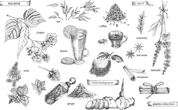 Set vintage hand drawn sketch hot drinc elements isolated on white background. Star anise, cinnamon, lavender, rosemary, lemon, ginger, coffee, tea, mint, Linden. Set vintage hand drawn sketch hot drinc elements isolated on white background. Star anise, cinnamon, lavender, rosemary, lemon, ginger, coffee, tea, mint, Linden. Graphic vector illustration art. star anise stock illustrations