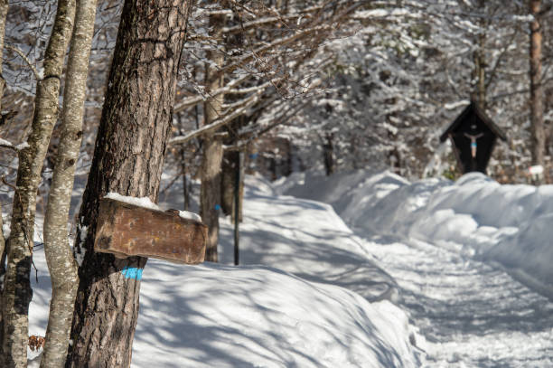 istock winter in Trentino 1211821719