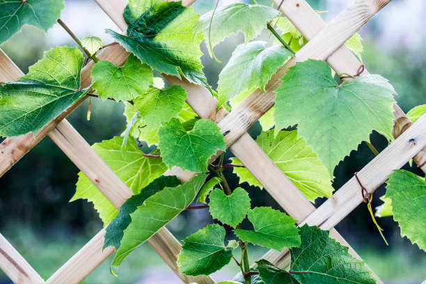 istock Growing grapes in home garden 1211822138