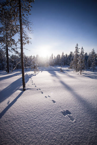 istock Lapland Finland in winter 1211822189
