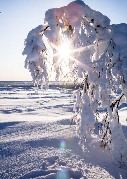 istock Lapland Finland in winter 1211822205