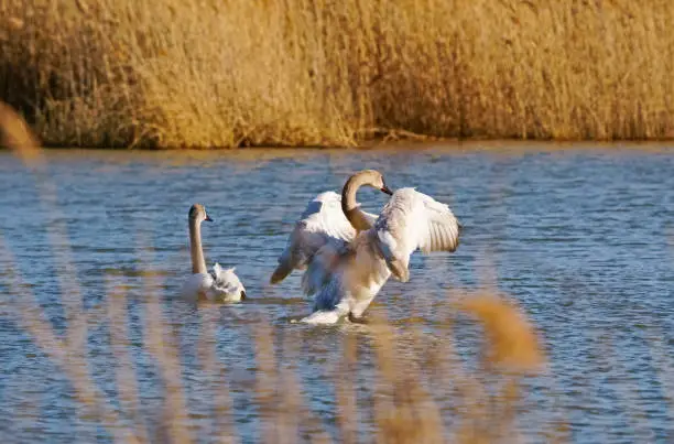 Two juvenile trumpeter swans, including one flexing its wings in pond behind marshes in overwinter habitat in Toronto, Ontario, Canada