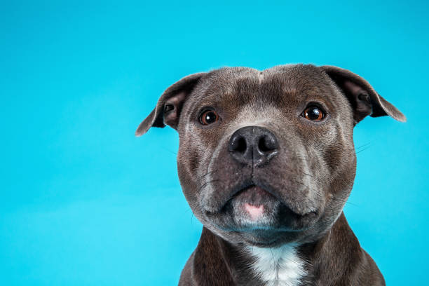 istock Curious American Staffordshire Terrier in studio on blue background 1211823321