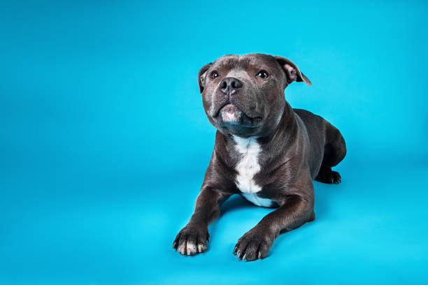 istock Curious American Staffordshire Terrier in studio on blue background 1211823358