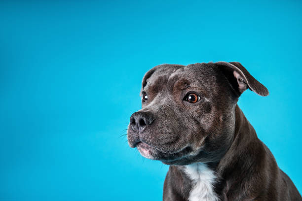 istock Serious American Staffordshire Terrier in studio on blue background 1211823404