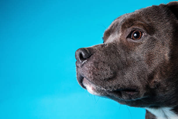 istock Serious American Staffordshire Terrier in studio on blue background 1211823406