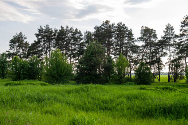 green meadow and pine forest on a sunny day. Spring season in the countryside. Ukraine.