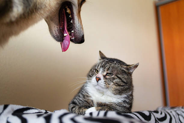 istock Playful mongrel dog and annoyed cat at home 1211824569